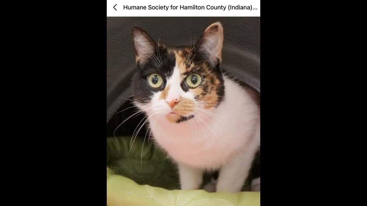 Queen Caesar needs a home where she can finally relax.