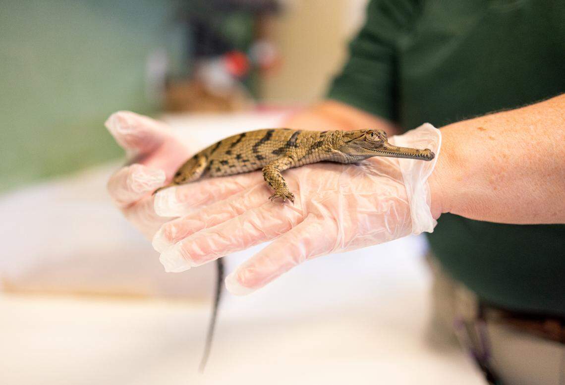 Gharials are one of the most endangered crocodilian species in the world. The Fort Worth Zoo has been involved in efforts to breed gharials for more than a decade. On Wednesday, the zoo announced the hatching of two gharial crocodiles, making a total of six since the summer of 2023.