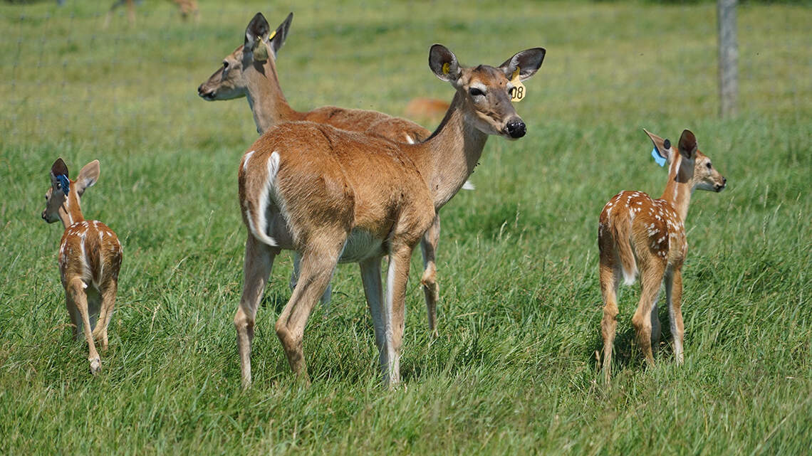 Spreading lies about chronic wasting disease in Texas deer is beyond comprehension | Opinion