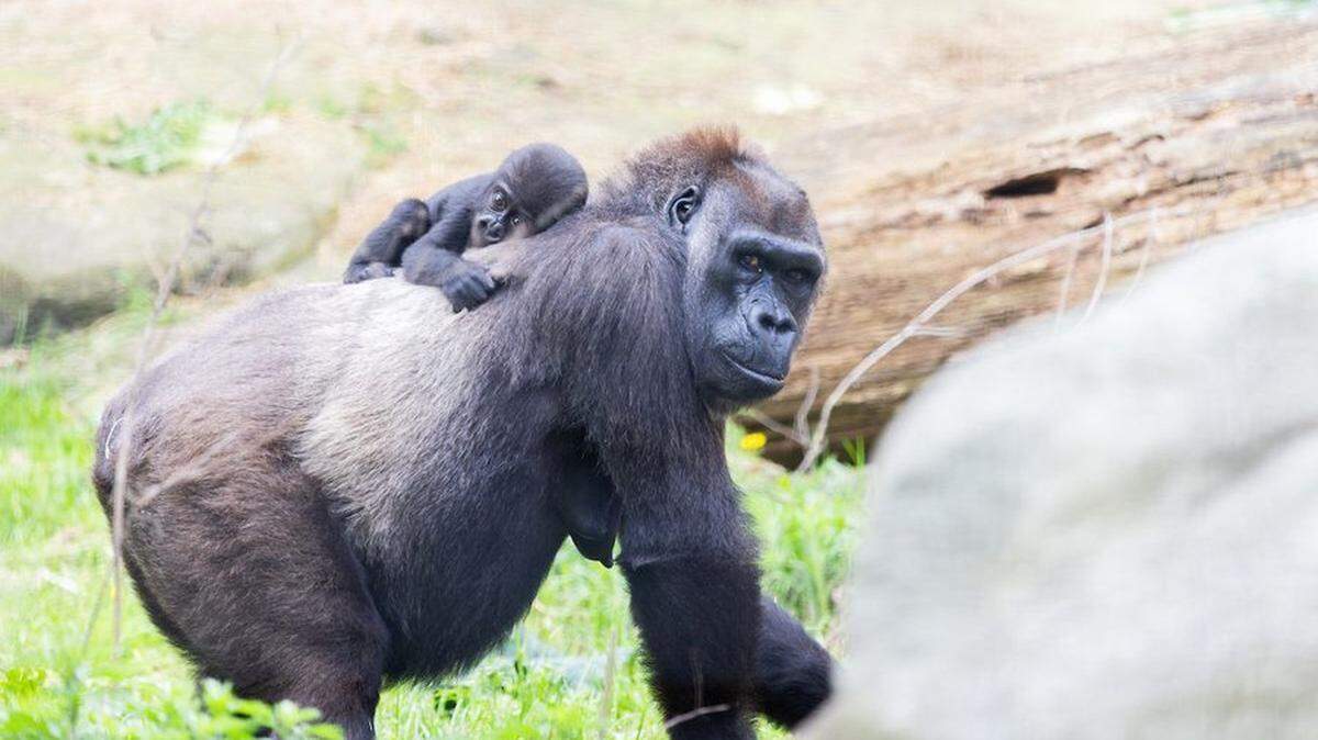Surrogate mom Freddy carries baby gorilla Jameela on her back. Freddy adopted Jameela after she was moved to the Cleveland Metroparks Zoo following her birth by C-section at the Fort Worth Zoo.