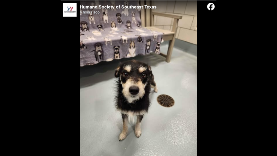 Who can resist that face?