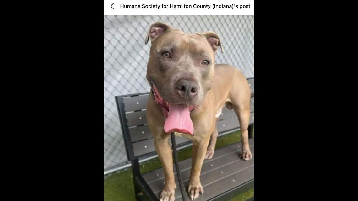 Ice Cube cheesing for the camera