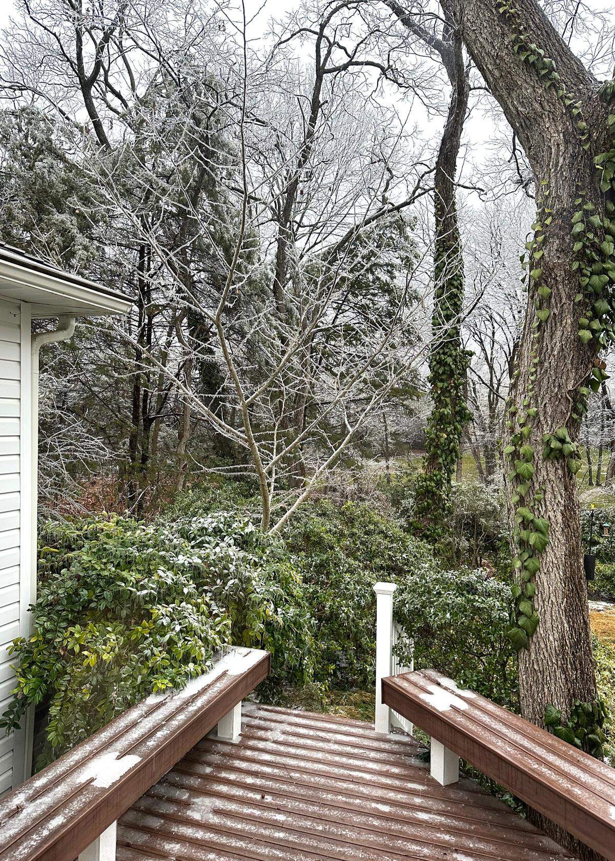 By keeping ivy trimmed onto trunks only, it adds no weight to branches during ice storms.