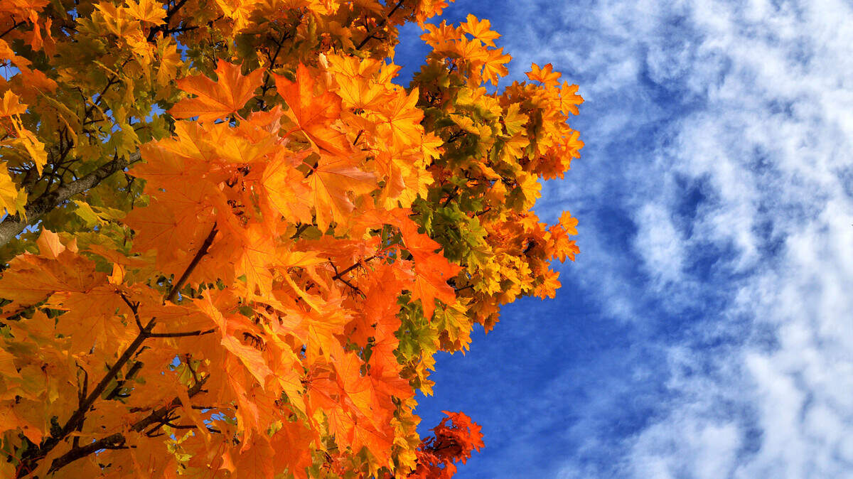 Autumn leaves