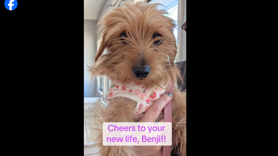 Sweet Benji when he was cleared for adoption.