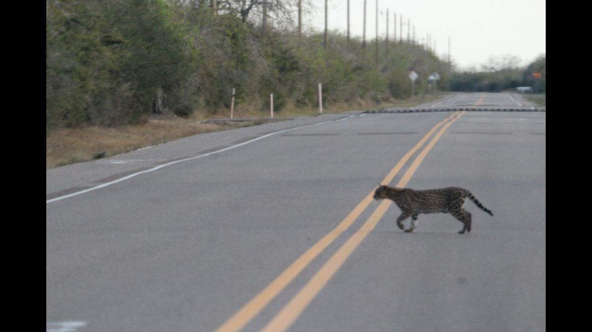 A Texas couple visiting Laguna Atascosa National Wildlife Refuge saw an ocelot crossing a road, and something important was on the other side.
