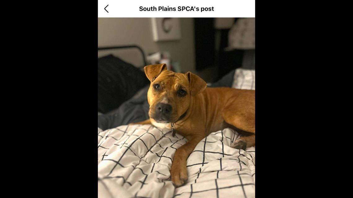 Make her feel safe, and Nova will give you the world.