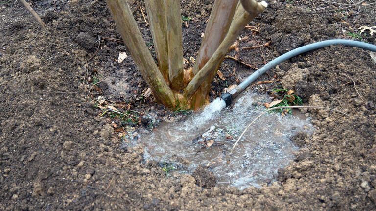 How often should I water my plants? Why there’s no good answer in North Texas