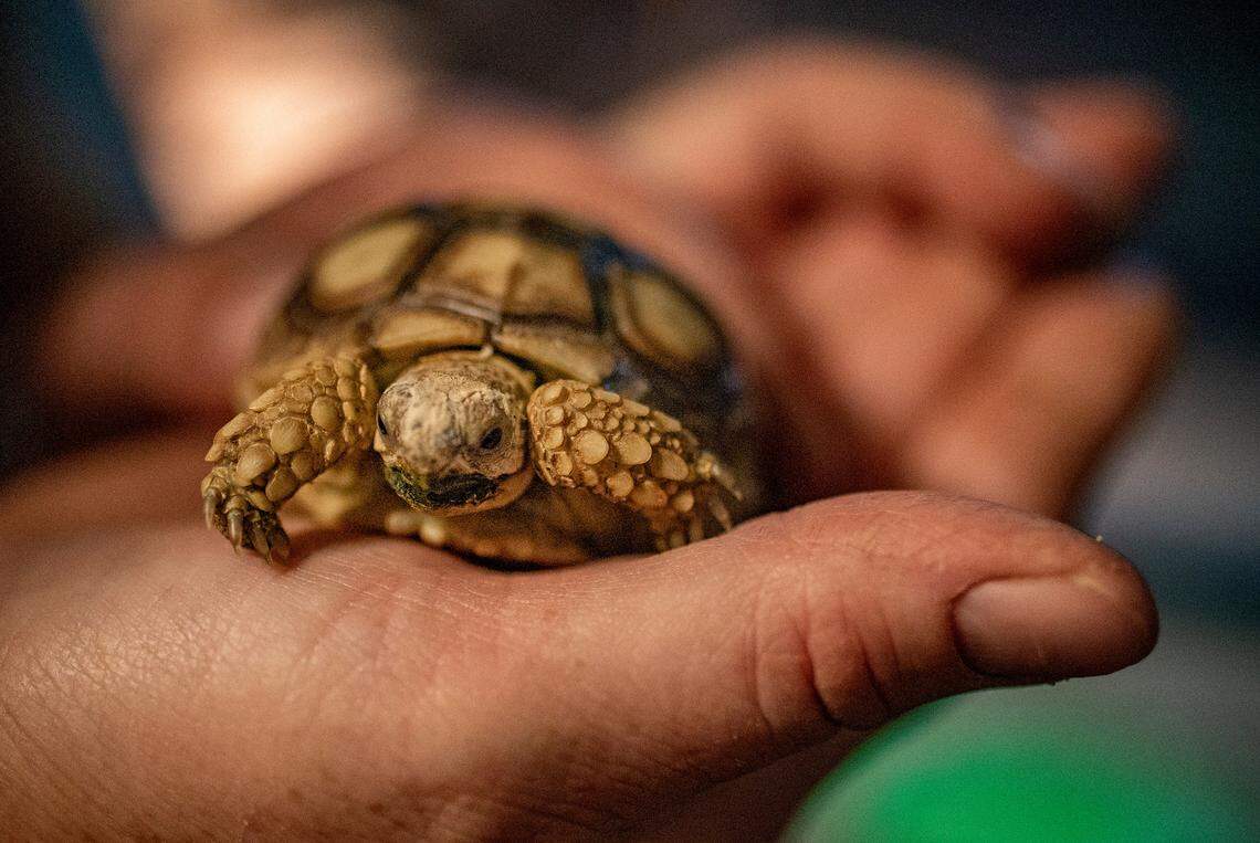 The Wheelers picked up Hoss along with a sulcata tortoise hatchling they’ve named Little Joe at the Rattlesnake Roundup in Sweetwater, Texas, in March. 
