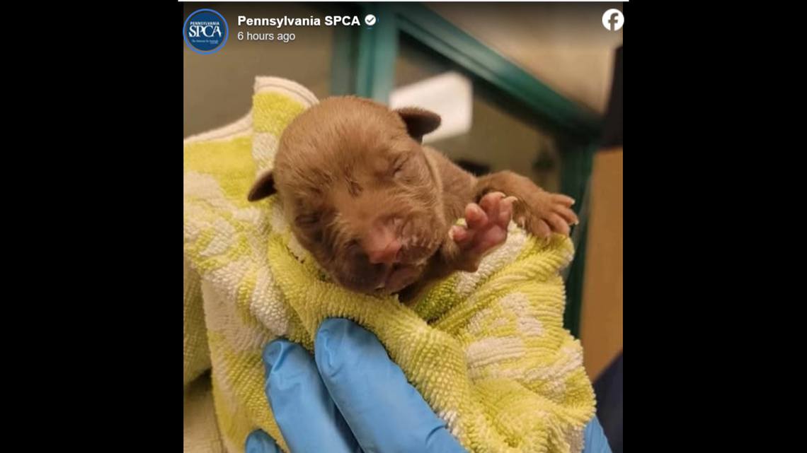 Sweet Warlock was found at only a day old.