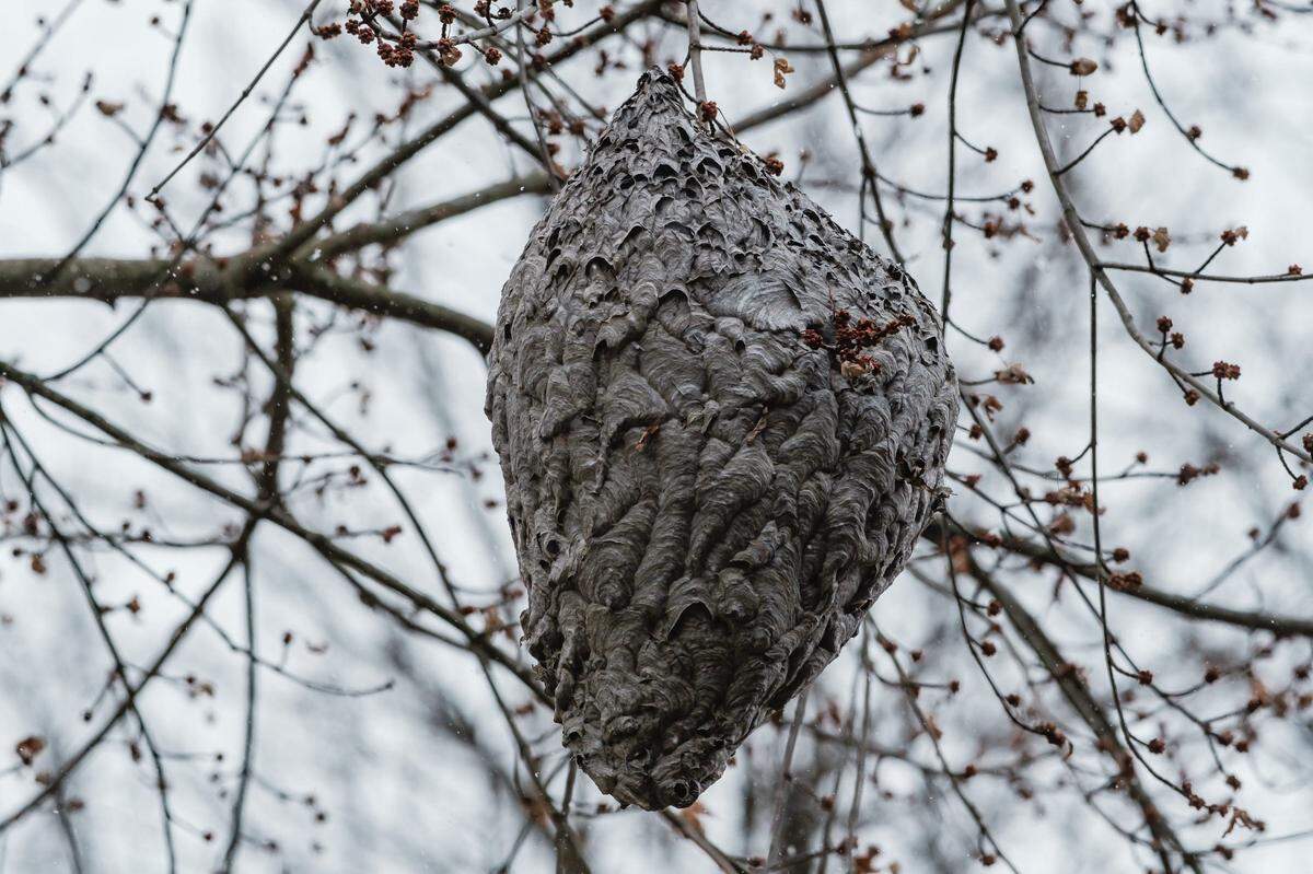 A paper wasp nest appears dormant during Tuscarawas County’s first measurable snowfall, Tuesday, Nov. 28 in Sugarcreek, Ohio.