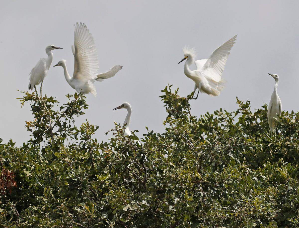 Egrets by the hundreds nested in the trees of two homes in an Arlington neighborhood in this file photo.
