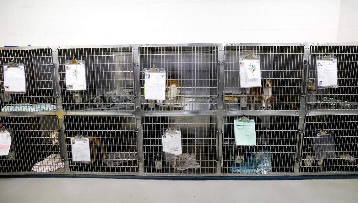 Kennels line one wall of the intake room for strays or animals surrendered at the Chuck Silcox Animal Care & Control Center on Wednesday, October 25, 2023, in Fort Worth.