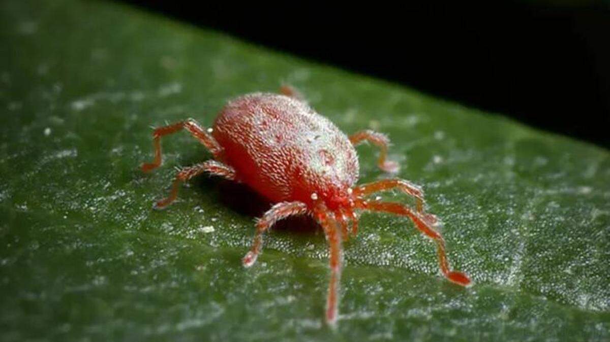 Chiggers are the larval (juvenile) form of a type of mite (Trombiculidae).