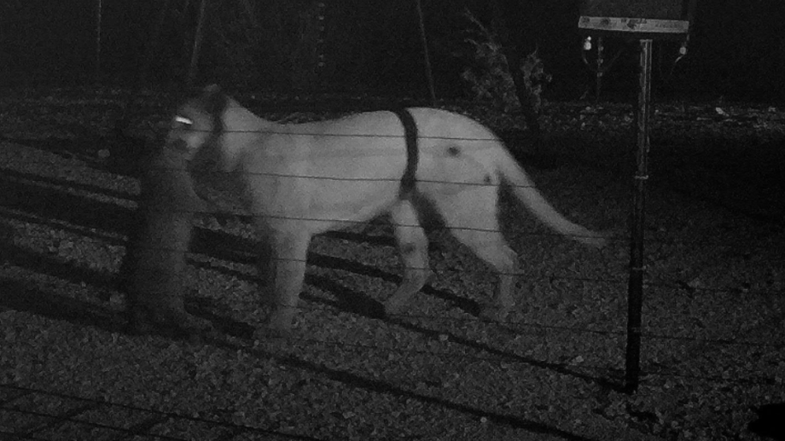 Can you identify the prey this mountain lion has in its mouth? The scene was caught on a trail camera in Terrell County, Texas.