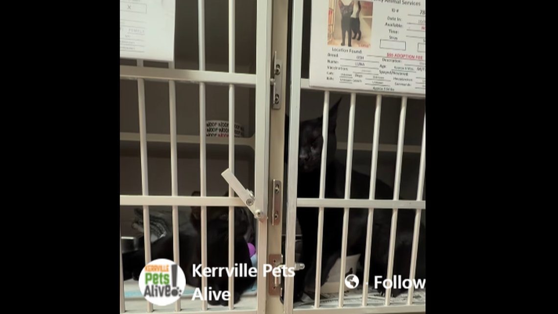 Both sisters in their kennels right next to each other. Both sisters in their kennels right next to each other.