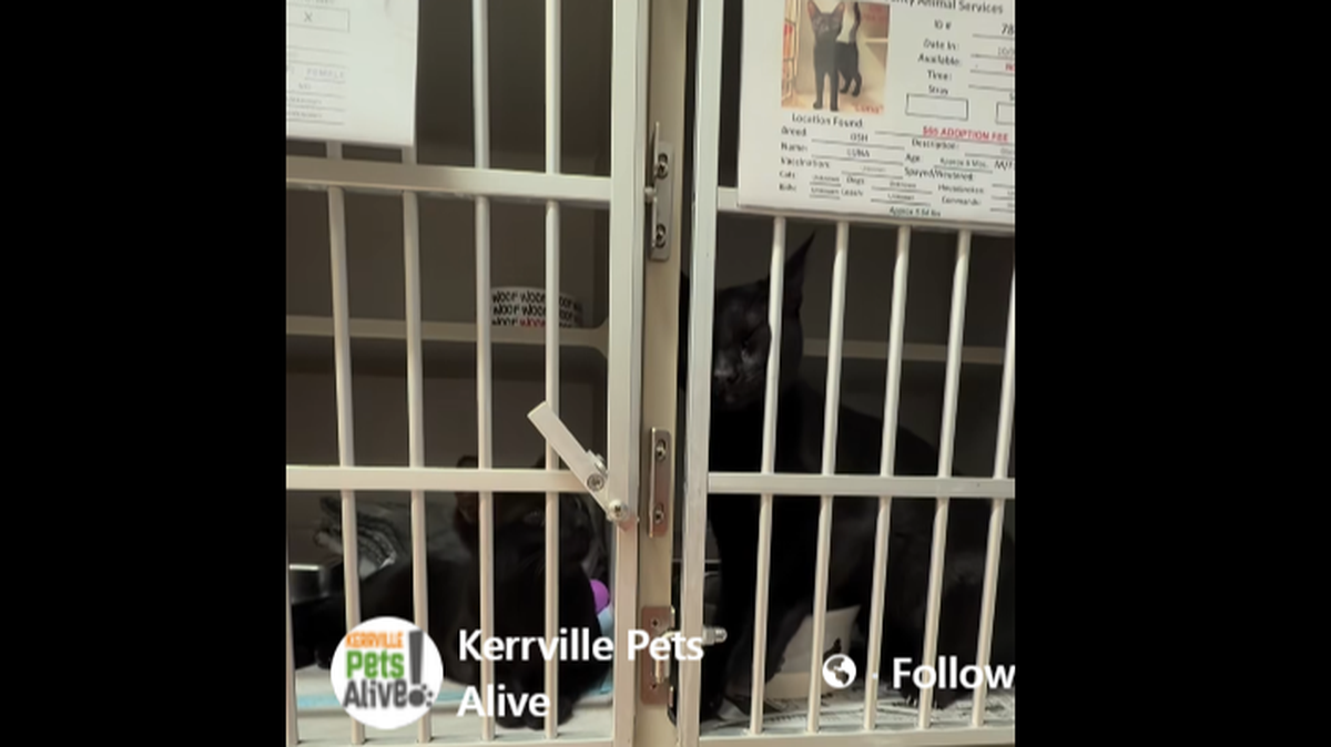 Both sisters in their kennels right next to each other.