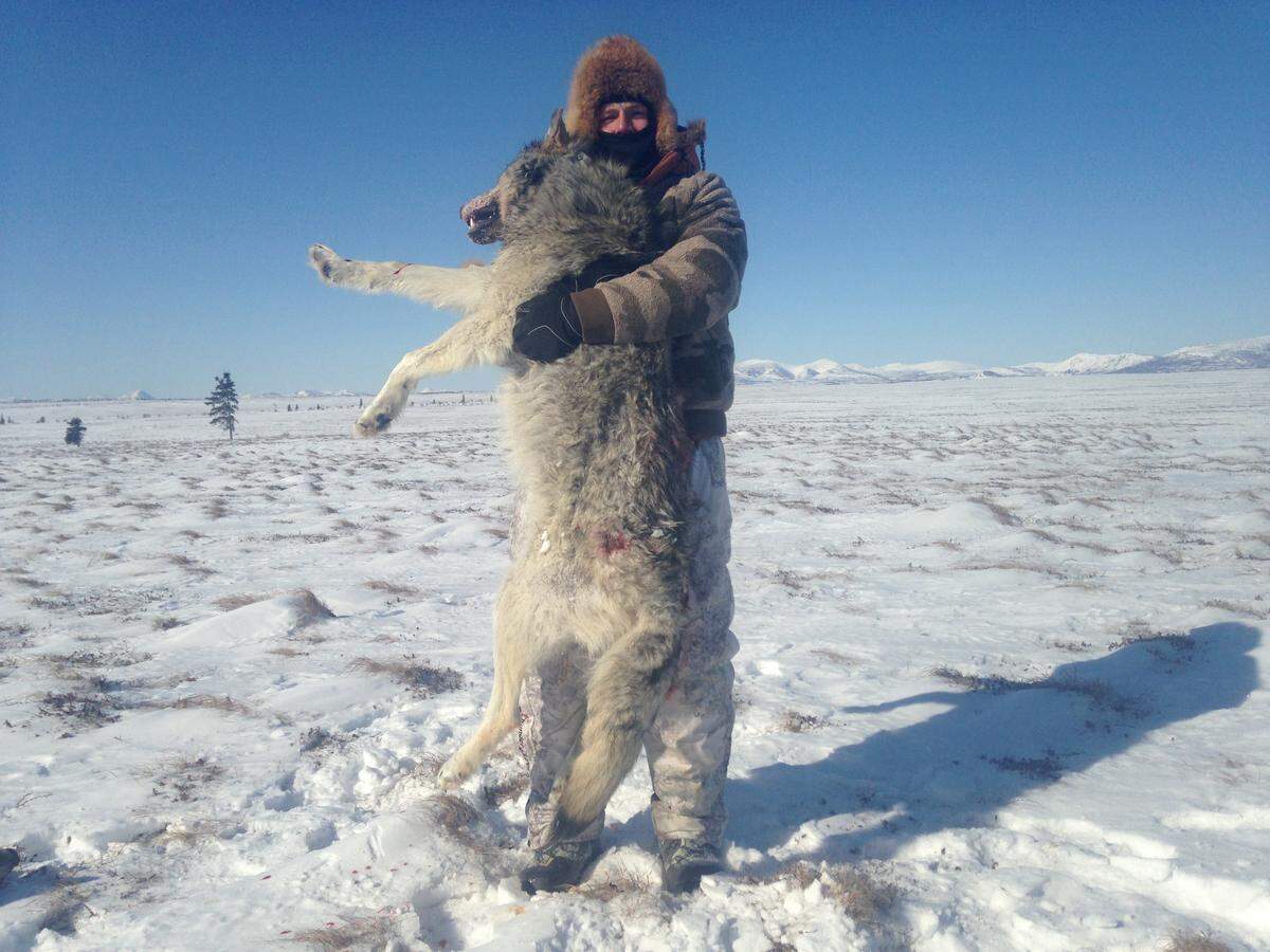 Cowboys LB Leighton Vander Esch harvested two Alaskan gray wolves on hunting trip in March 2017.