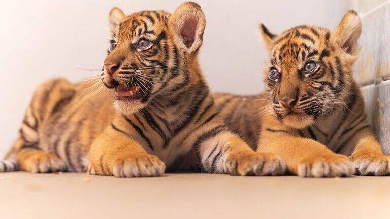 First Sumatran tiger cubs born at Fort Worth Zoo soon to make public debut
