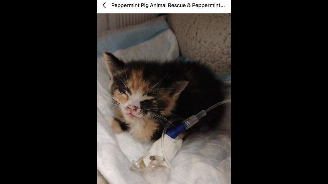 Sweet Prissy has a long road of healing ahead of her.