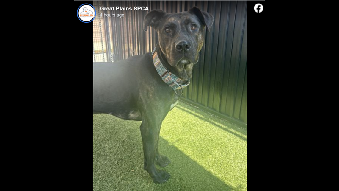 Sunny has been waiting for over 100 days at the Kansas shelter.