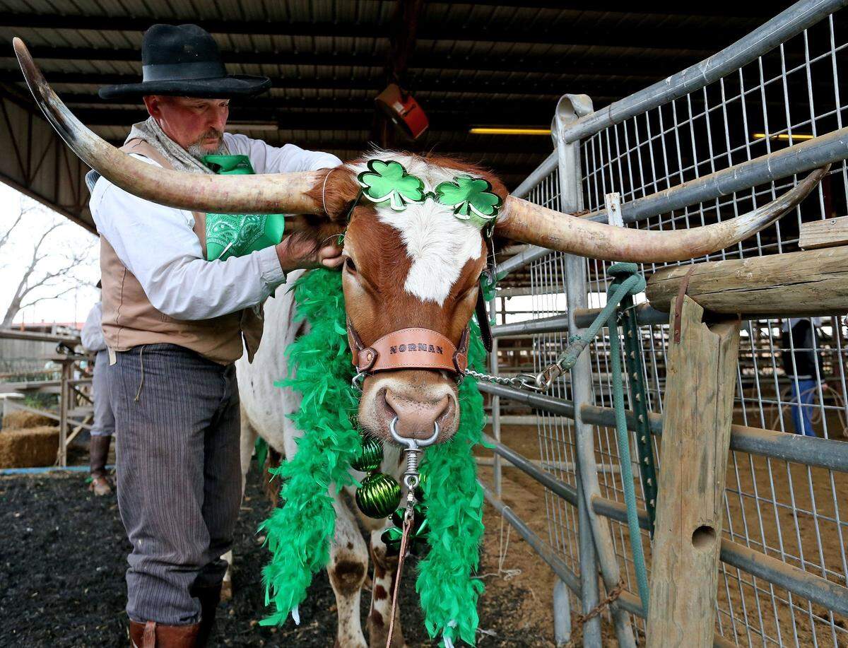 March 13, 2015: Jeff Hoffman dresses Norman to promote Cowtown Goes Green celebration in the Fort Worth Stockyards.