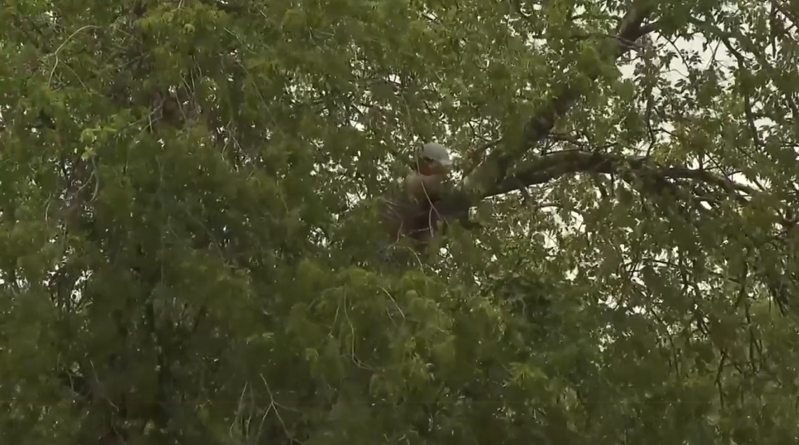 The man ran from a traffic stop in Texas and stayed in a tree for hours, refusing to come down, officials said.