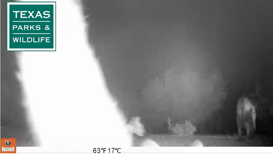 A trail camera captured elusive, rarely seen predators roaming near a West Texas property.