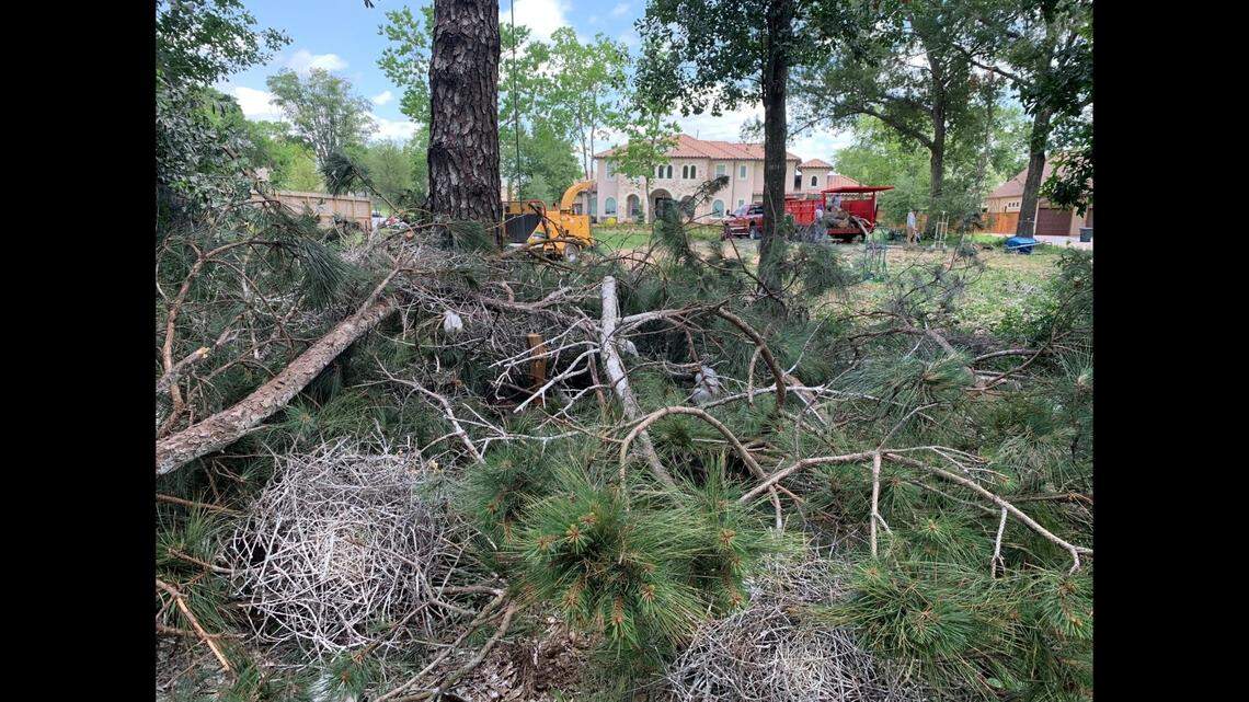 Egrets and many other migratory bird nesting grounds are protected by law and cannot be tampered with or harmed.