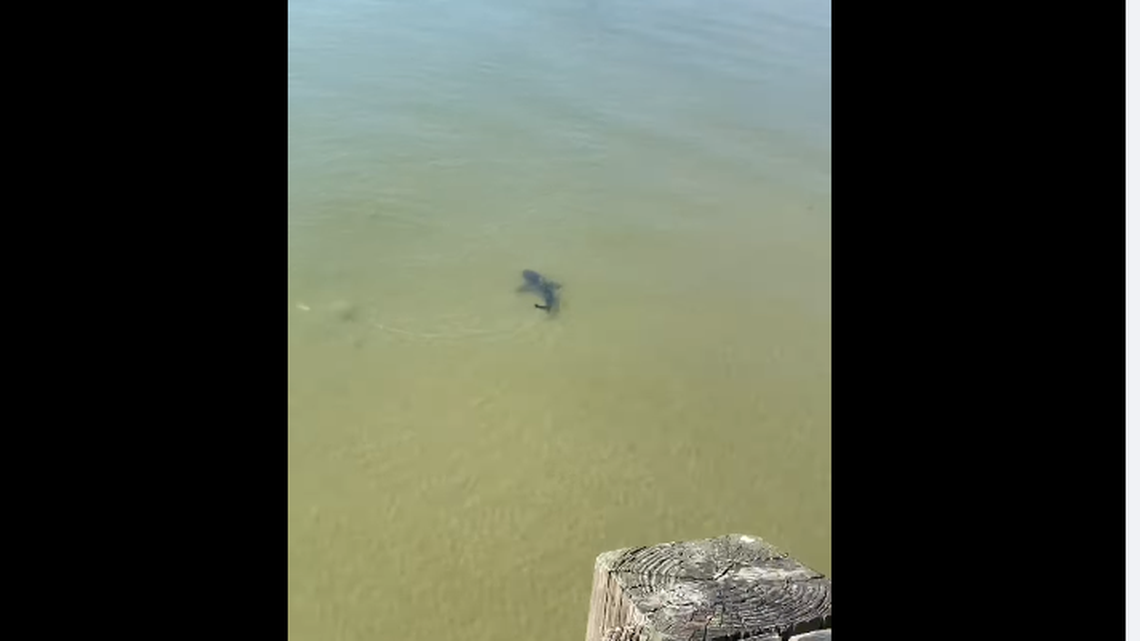 A bull shark was recently spotted swimming near the shore in Galveston, Texas, video shows.
