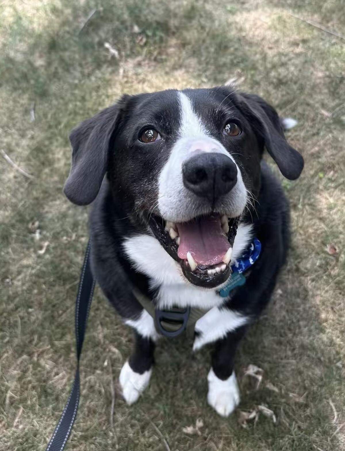 One happy pup