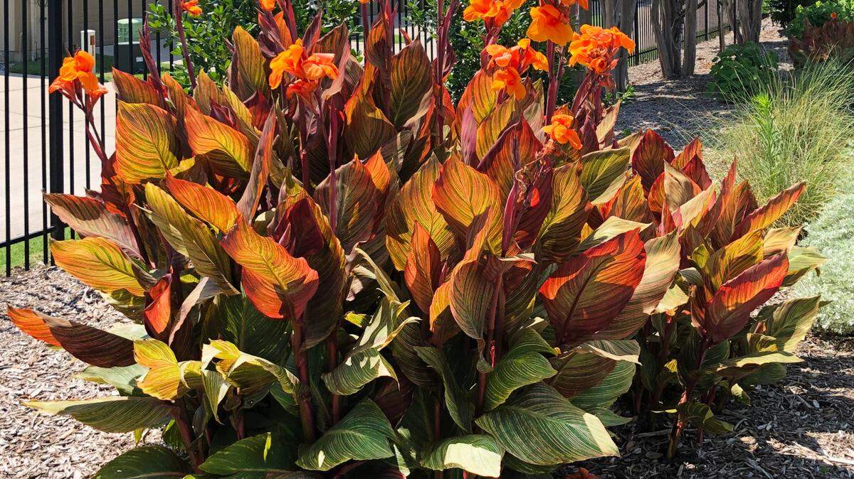 Dig and divide summer- and fall-flowering perennials in February before they begin their new growth, such as these cannas.