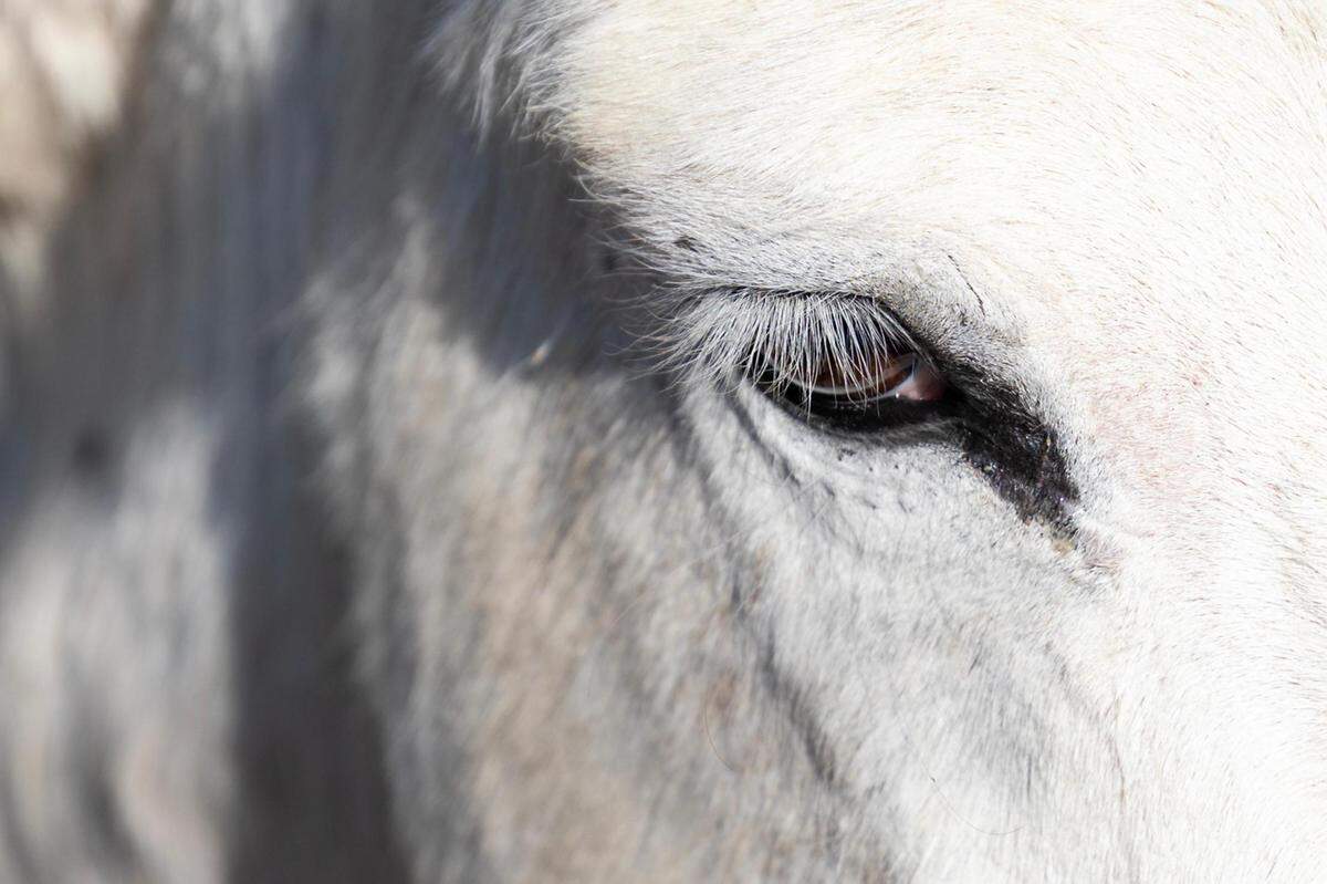 Spanky the mule watches over the herd of goats as they begin to work on a patch of land in Jacksboro in September.