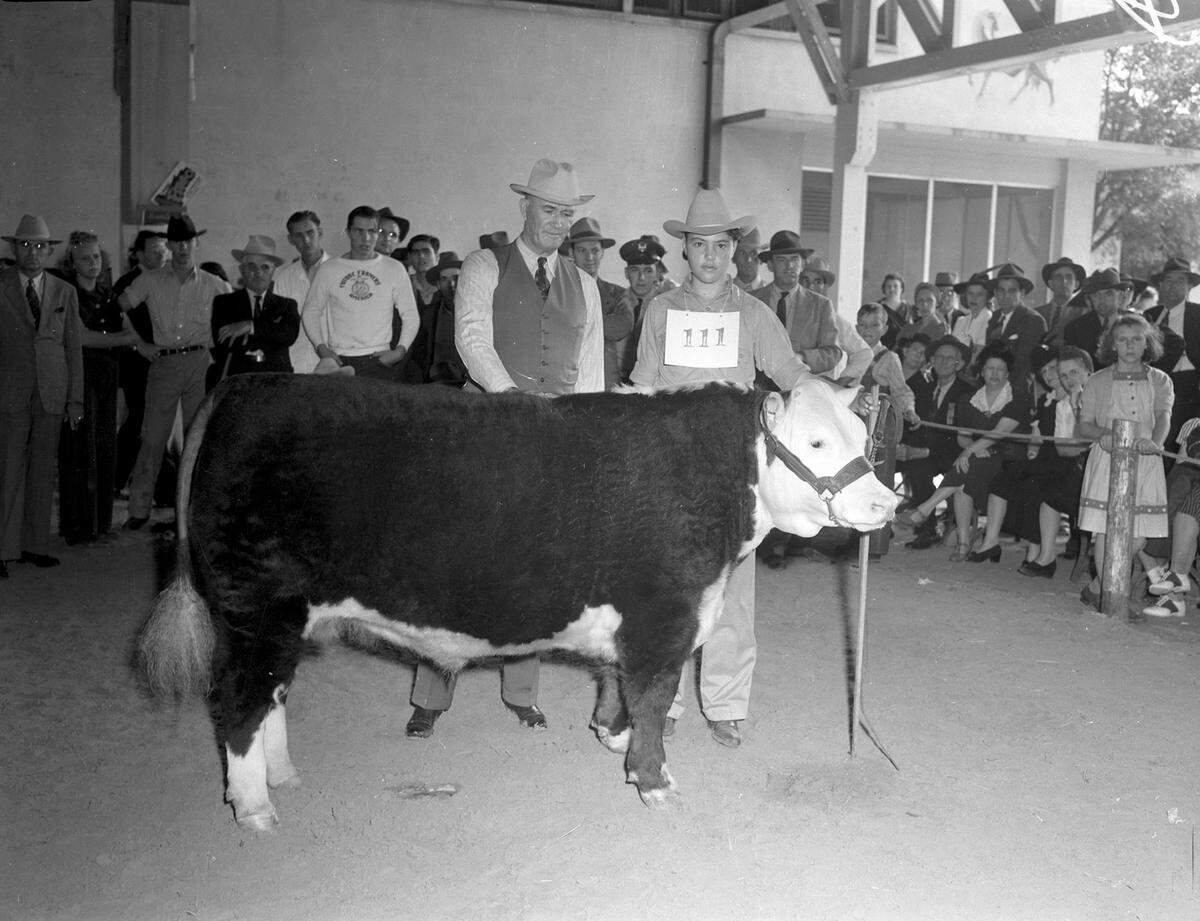 Oct. 11, 1941: Some baby beeves caught the eye of the Chuck Wagon Gossiper at the Texas State Fair at Dallas. The grand champion steer of the show is pictured here. Left to right with the steer are shown John Burns and Joe Strauss. John Burns and Joe Strauss with grand champion steer at the State Fair of Texas.