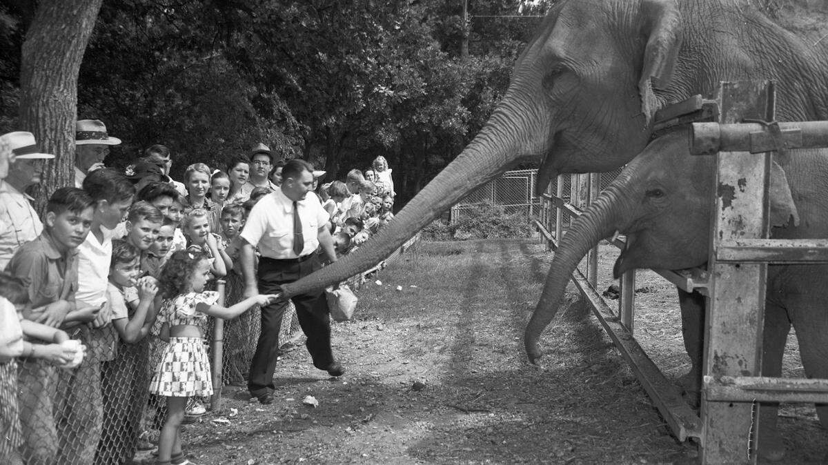 Forest Park Zoo celebrated the 23rd birthday of Queen Tut in 1942. She and baby elephant Penny received guests all day.