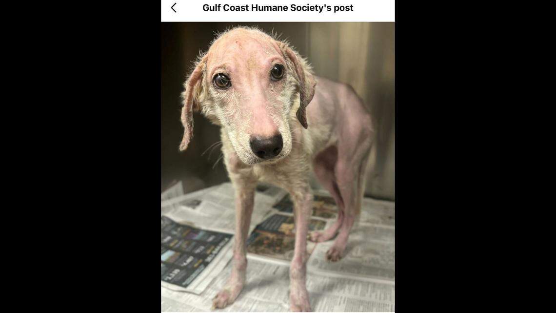 Trixie is on the path to healing