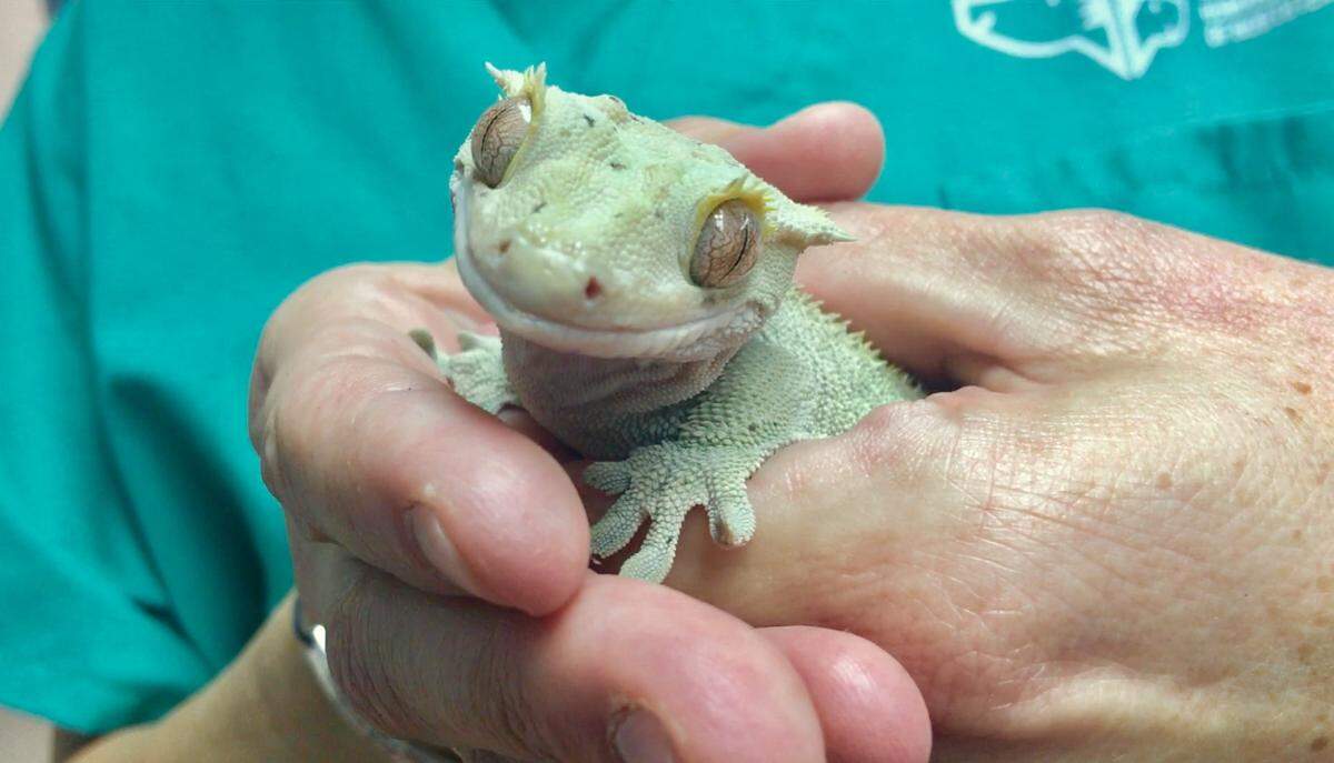 Currently there are several exotic pets available for adoption at the Humane Society of North Texas' main location at 1840 E. Lancaster Avenue. Pictured here is a crested gecko.