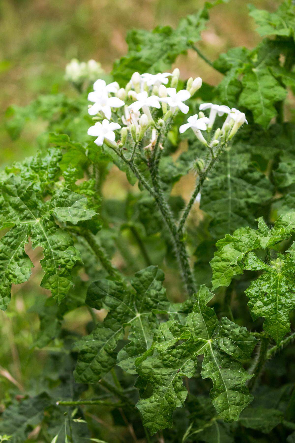 Texas Bull Nettle