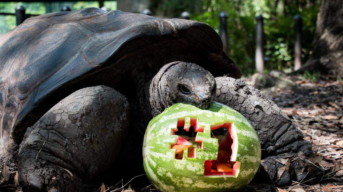A Fort Worth Zoo tortoise celebrates the zoo being selected as the best in the nation.