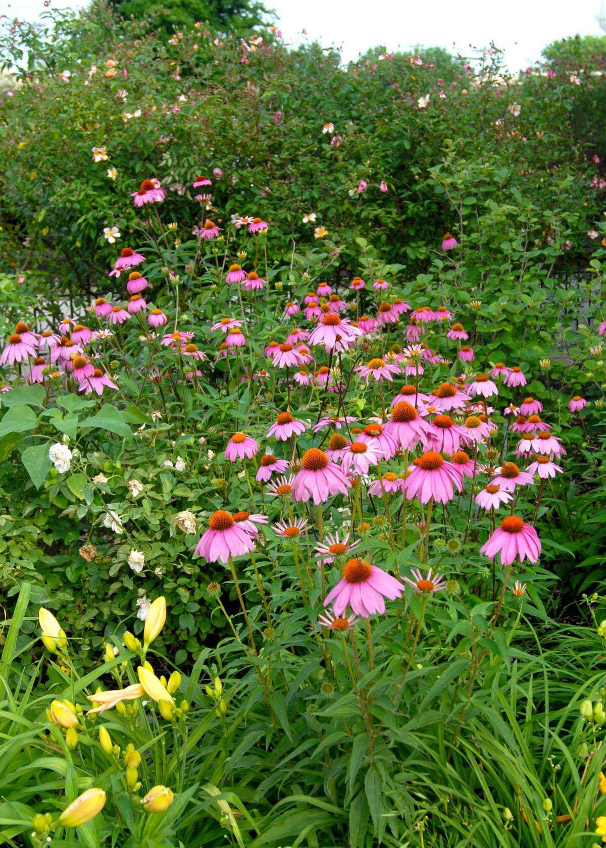 Coneflowers