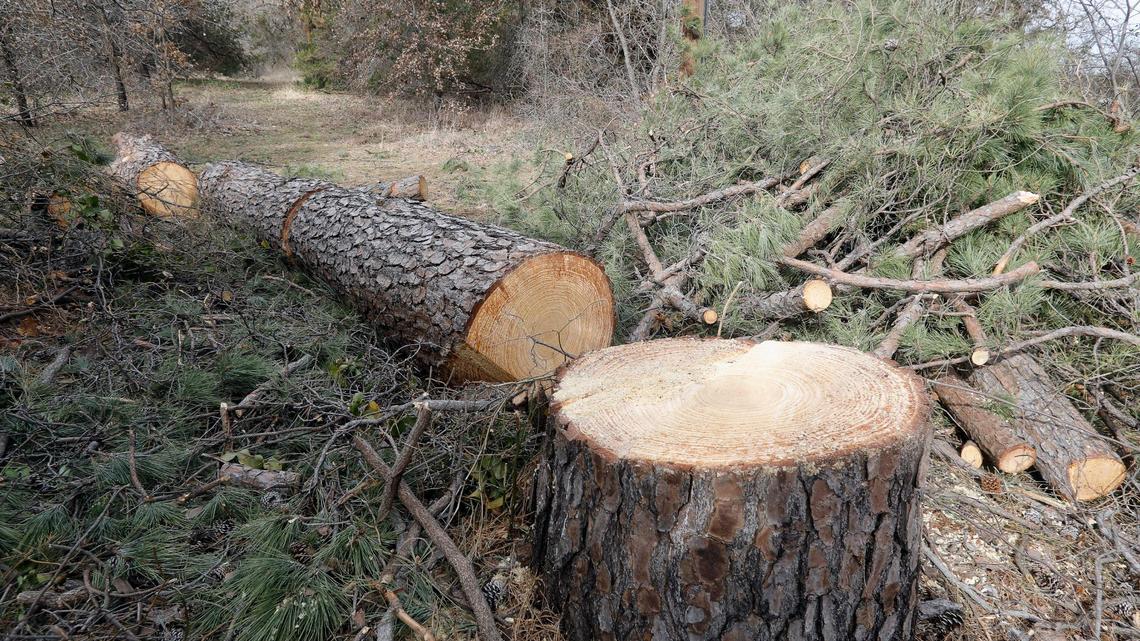 A large pine tree behind the property of Bill Porter was felled for a planned development next to Ross Downs Estates in Colleyville. A developer wants to put 19 to 21 homes on the acreage.