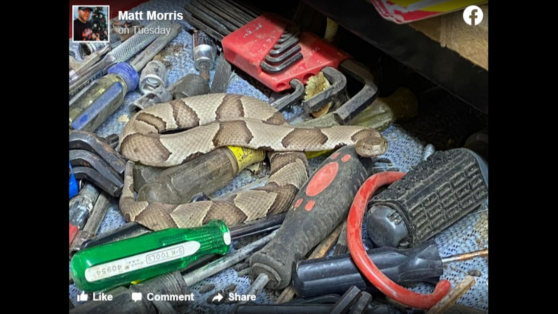 A Texas man was bitten by a copperhead snake hiding inside of a toolbox.