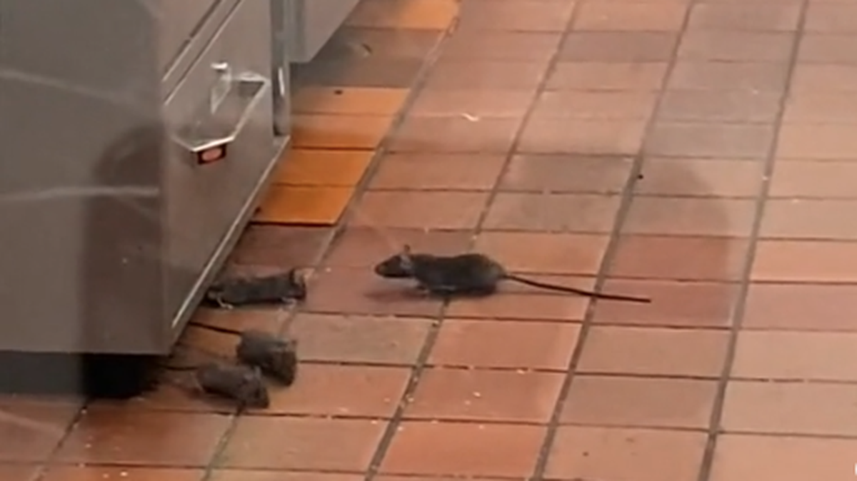 Rats were shown in a viral video from a Taco Cabana in San Antonio, Texas.