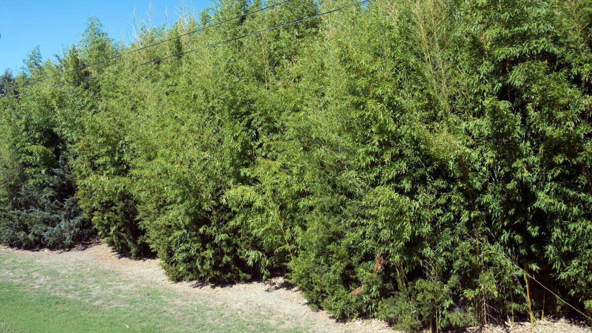 Example of the invasive golden bamboo crowding eastern red cedar trees.
