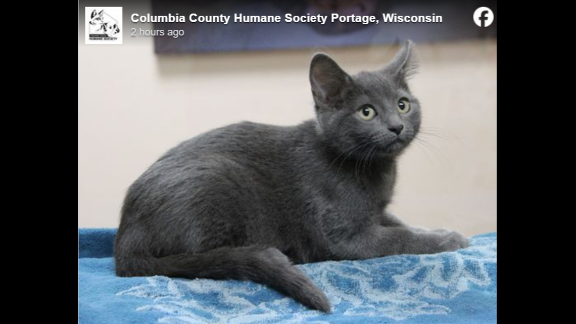 The little miss just craves attention.