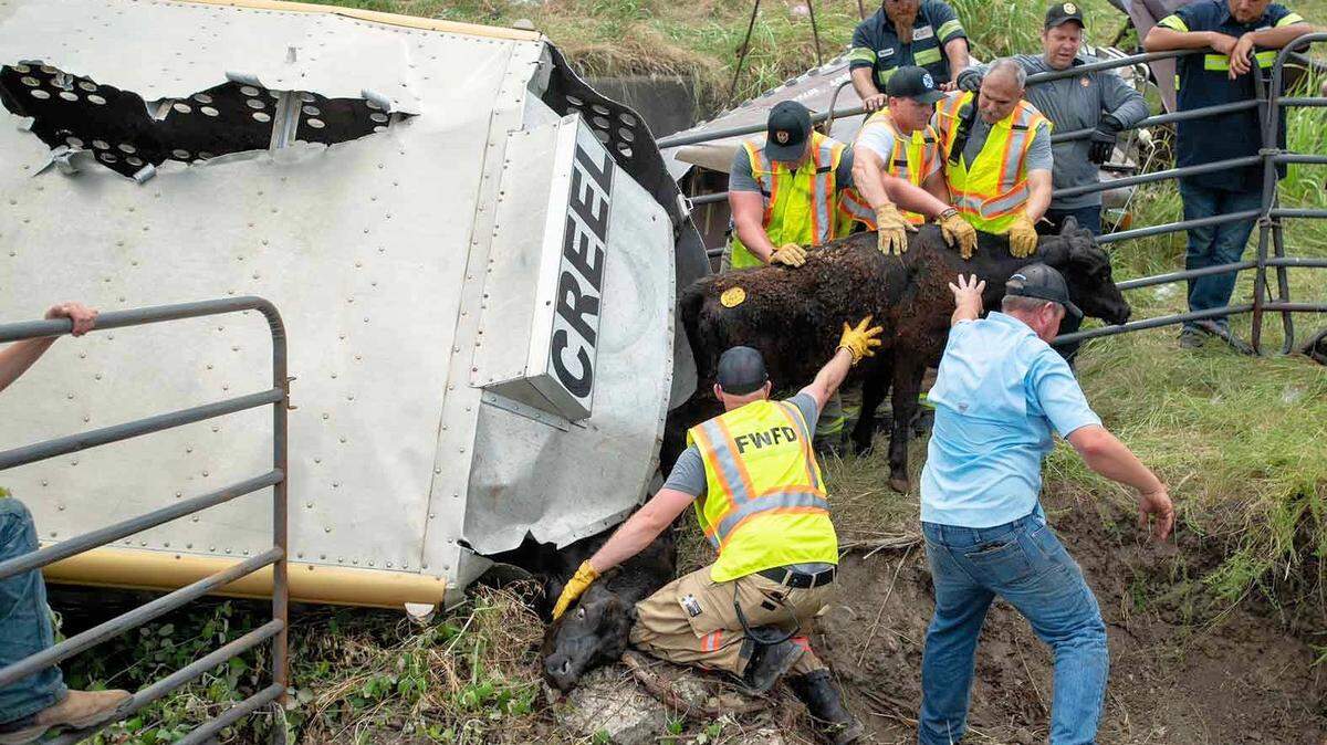 A trailer filled with cows went off the road on I-20 near Team Ranch Road at about 12:30 p.m. Sunday, according to the Fort Worth fire department.