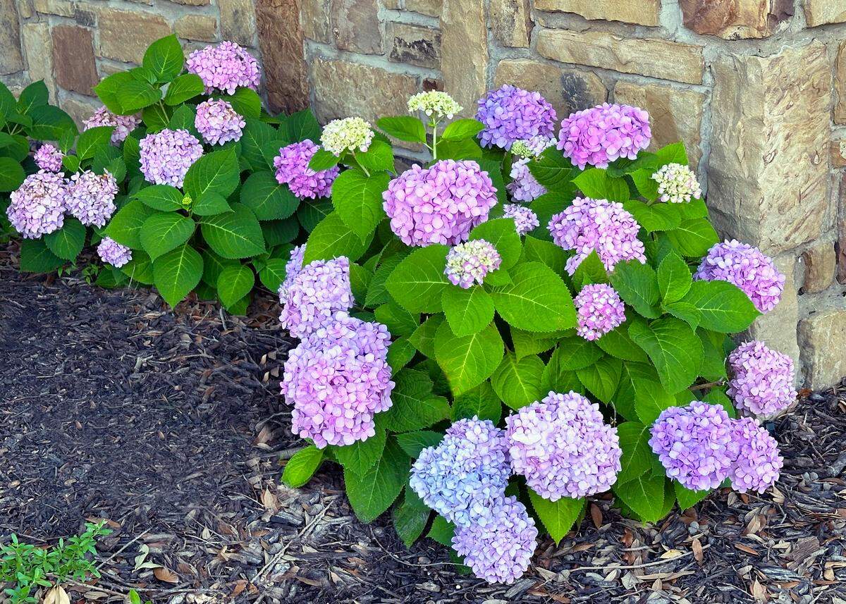 Mophead hydrangea in alkaline soil of Metroplex.