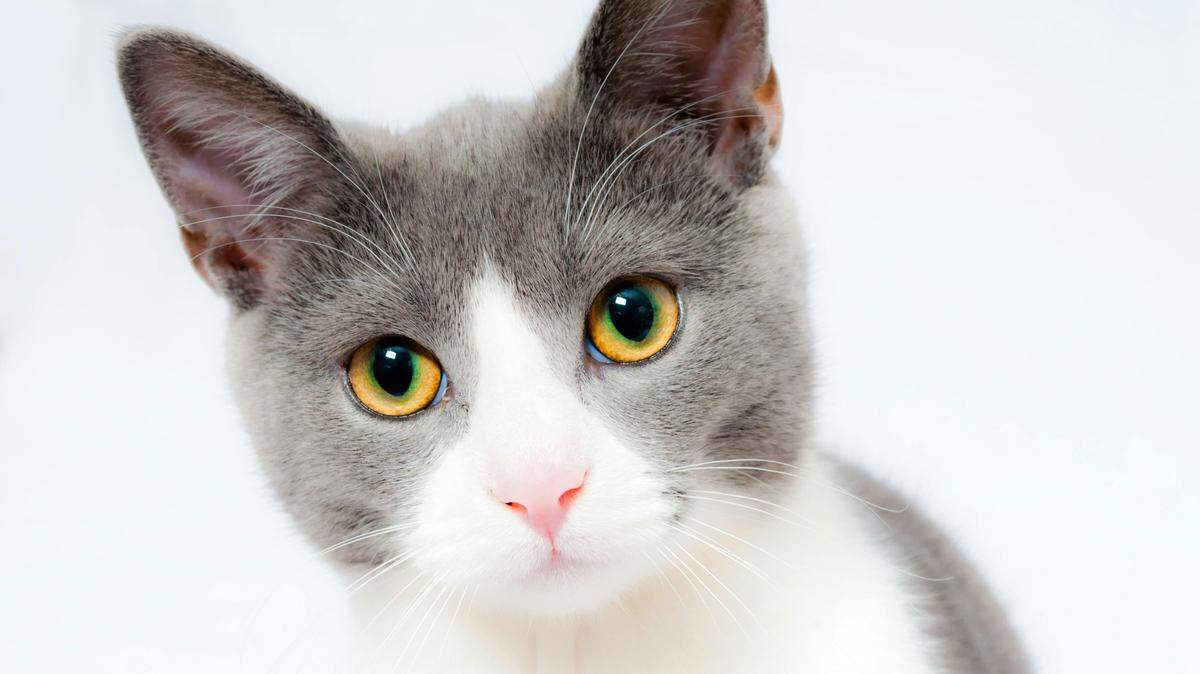 A grey and white Short Fur Cat.