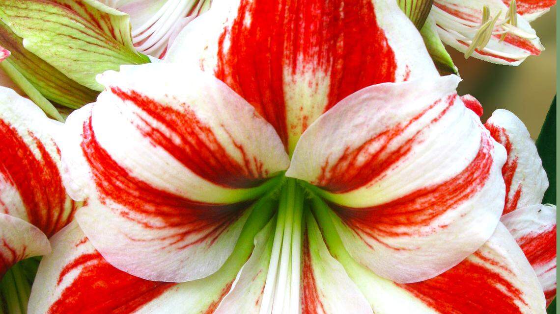Christmas amaryllis is marginally winter-hardy in North Texas.