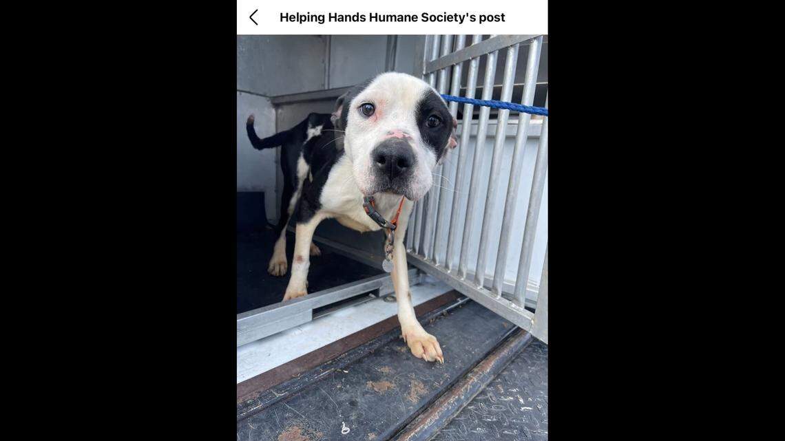 Loki when he first arrived at the shelter.